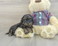 8 week old Shih Poo Puppy For Sale - Pilesgrove Pups