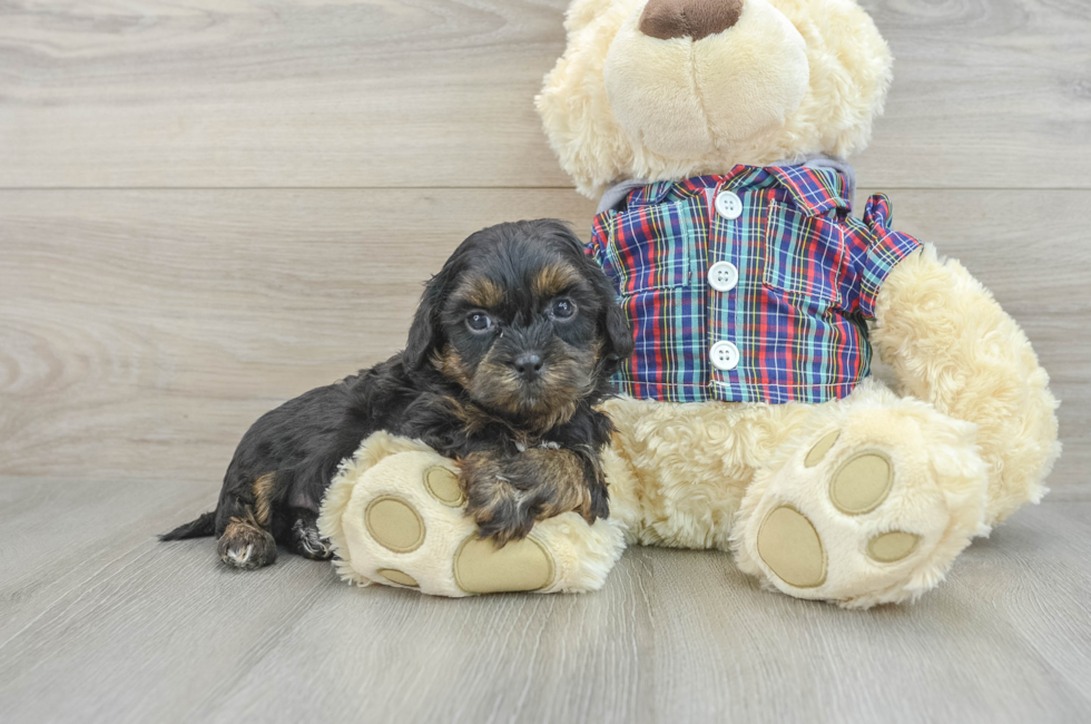 7 week old Shih Poo Puppy For Sale - Pilesgrove Pups