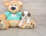 7 week old Shih Poo Puppy For Sale - Pilesgrove Pups