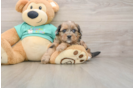 Funny Shih Poo Poodle Mix Pup