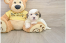 Shih Poo Puppy for Adoption