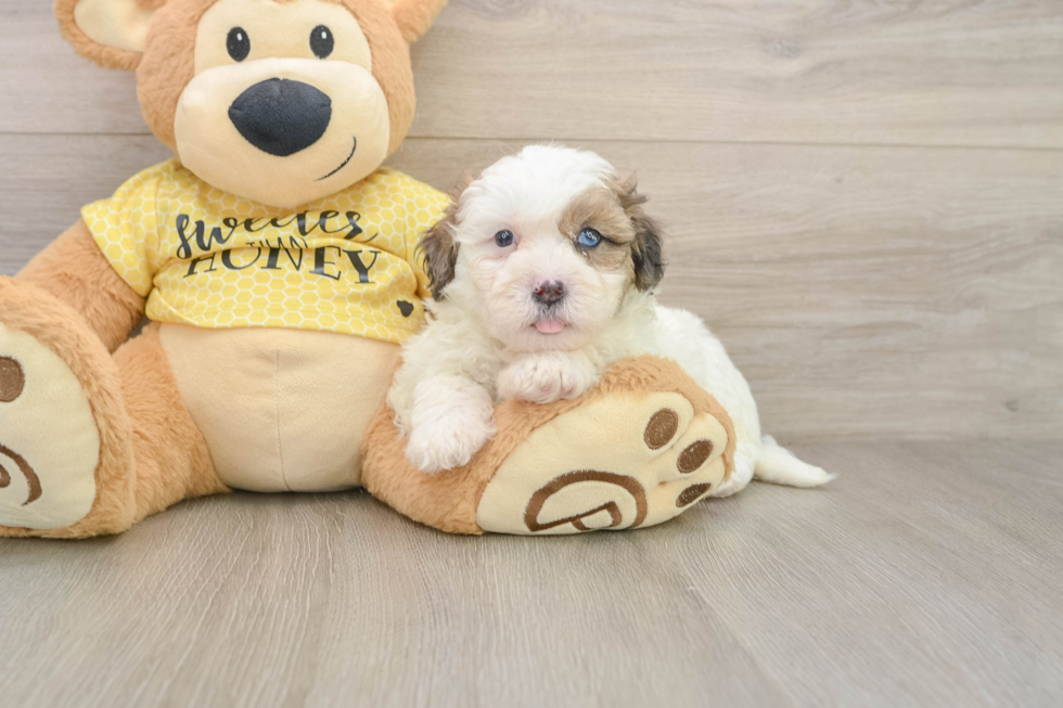 Shih Poo Puppy for Adoption