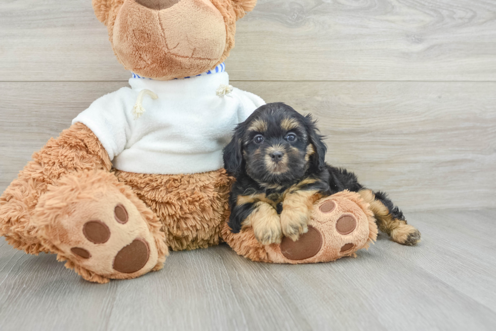 Hypoallergenic Shih Poo Poodle Mix Puppy