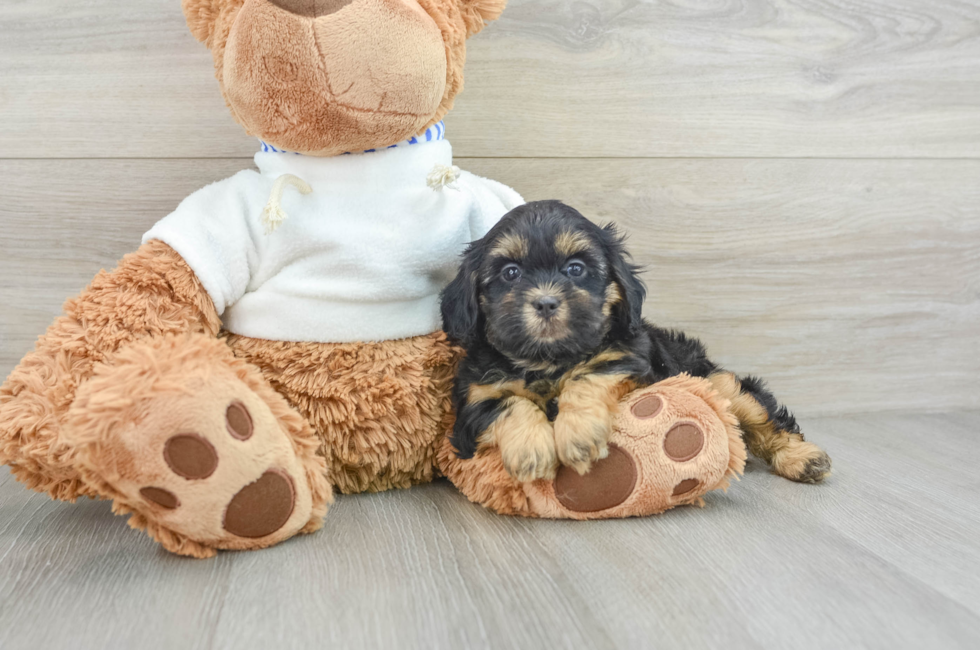 8 week old Shih Poo Puppy For Sale - Pilesgrove Pups