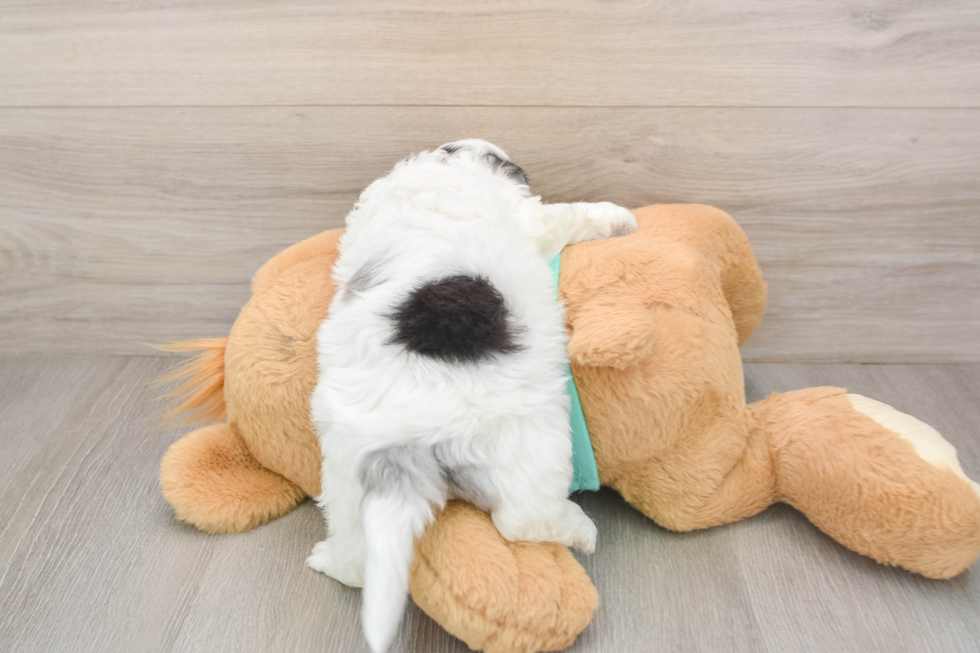 Best Shih Poo Baby