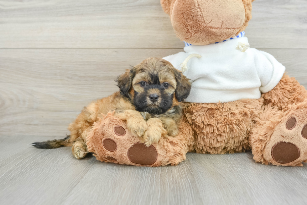 Best Shih Poo Baby