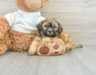 8 week old Shih Poo Puppy For Sale - Pilesgrove Pups