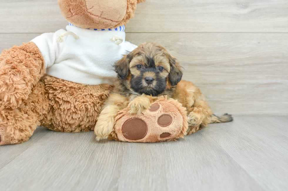 8 week old Shih Poo Puppy For Sale - Pilesgrove Pups