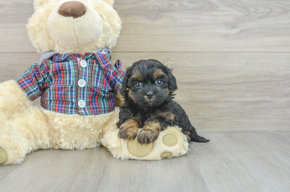 7 week old Shih Poo Puppy For Sale - Pilesgrove Pups