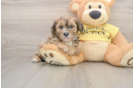 Shih Poo Puppy for Adoption