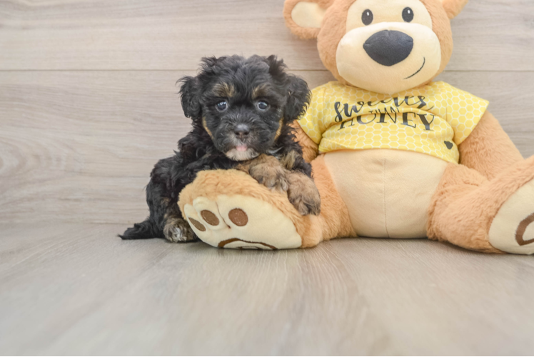 Best Shih Poo Baby
