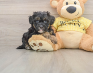 8 week old Shih Poo Puppy For Sale - Pilesgrove Pups