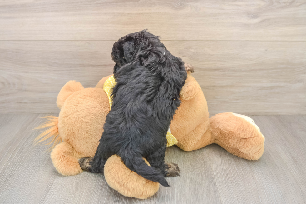 Cute Shih Poo Baby