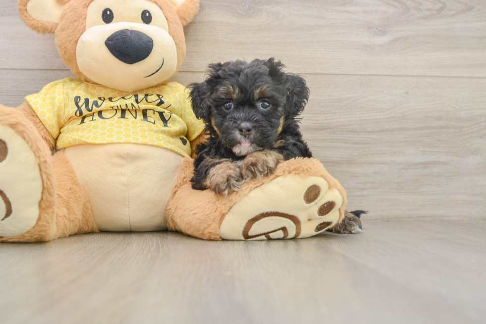 Best Shih Poo Baby