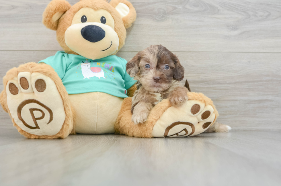 8 week old Shih Poo Puppy For Sale - Pilesgrove Pups