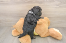 Best Shih Poo Baby