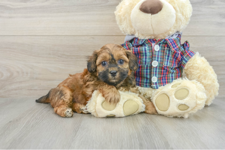 Shih Poo Puppy for Adoption