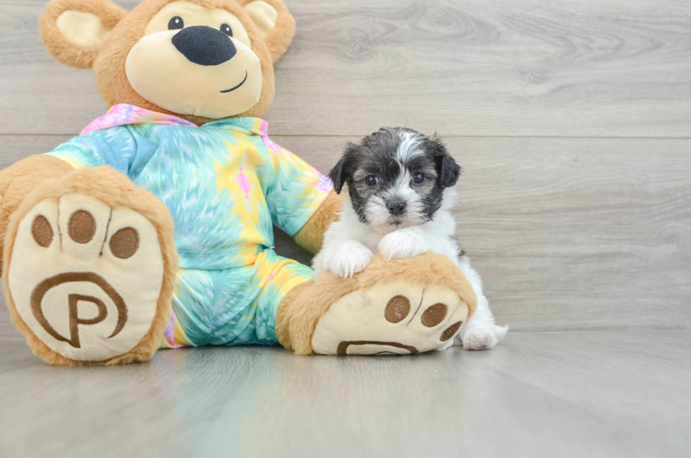5 week old Shih Poo Puppy For Sale - Pilesgrove Pups