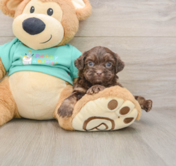 8 week old Shih Poo Puppy For Sale - Pilesgrove Pups