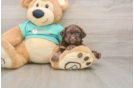 Best Shih Poo Baby