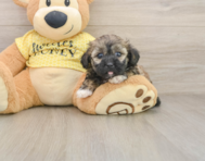 8 week old Shih Poo Puppy For Sale - Pilesgrove Pups