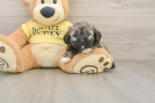 Best Shih Poo Baby