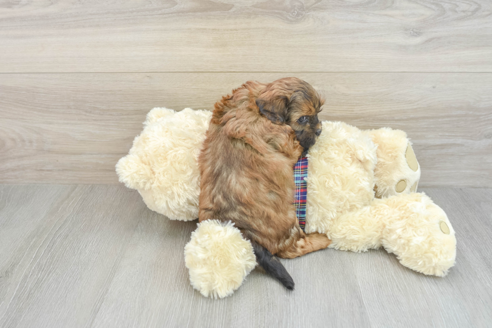 Shih Poo Puppy for Adoption