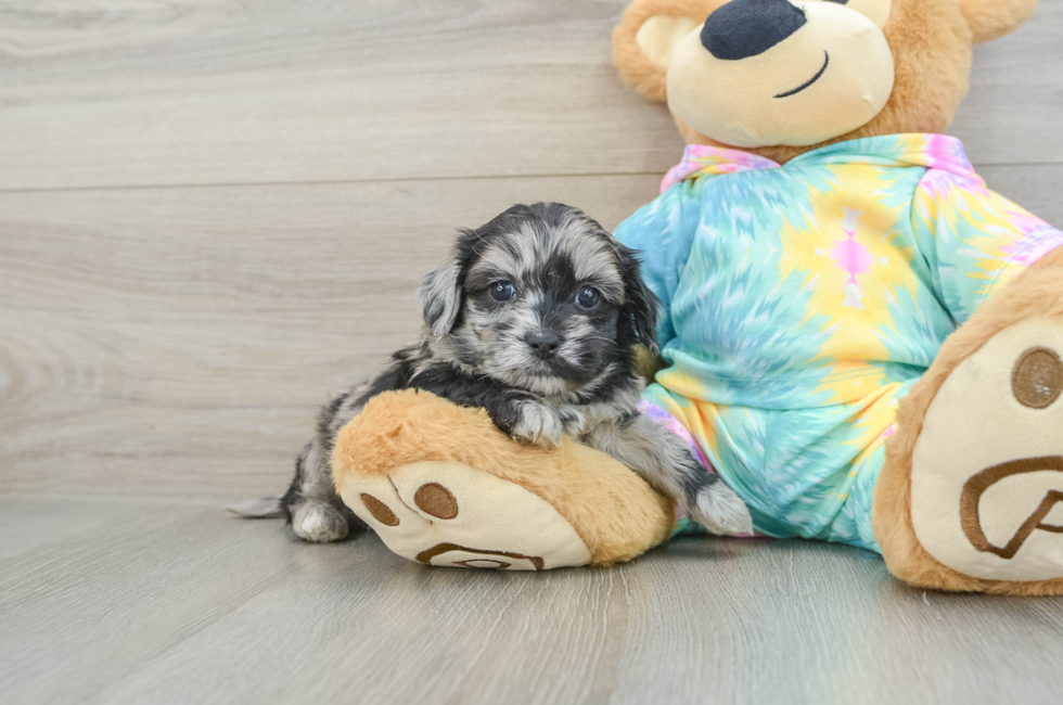 5 week old Shih Poo Puppy For Sale - Pilesgrove Pups