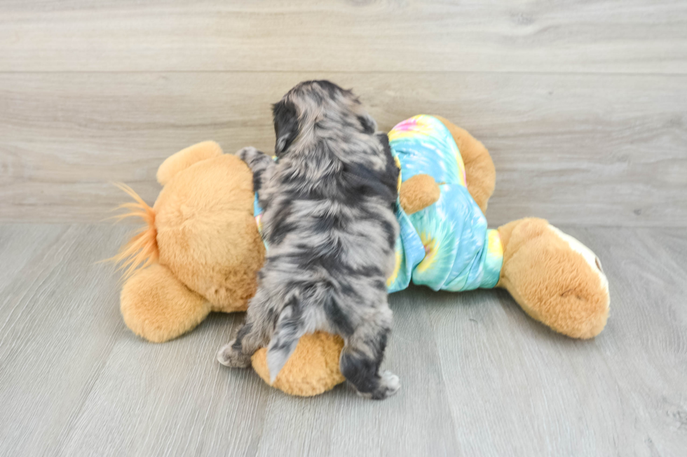 Little Shihpoo Poodle Mix Puppy