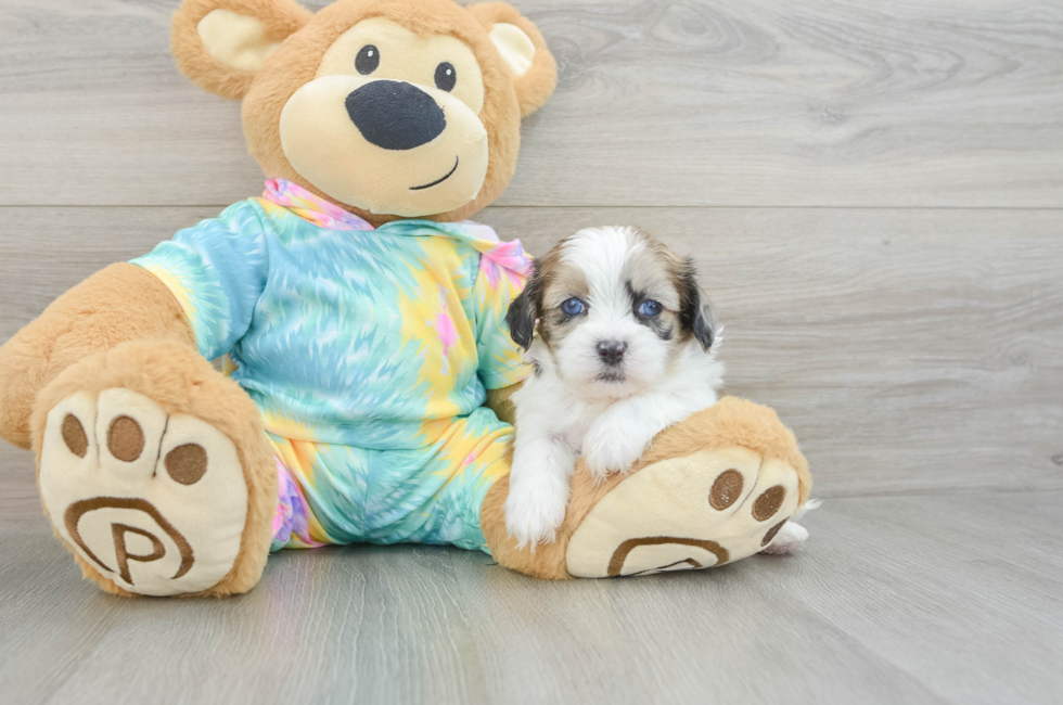 5 week old Shih Poo Puppy For Sale - Pilesgrove Pups