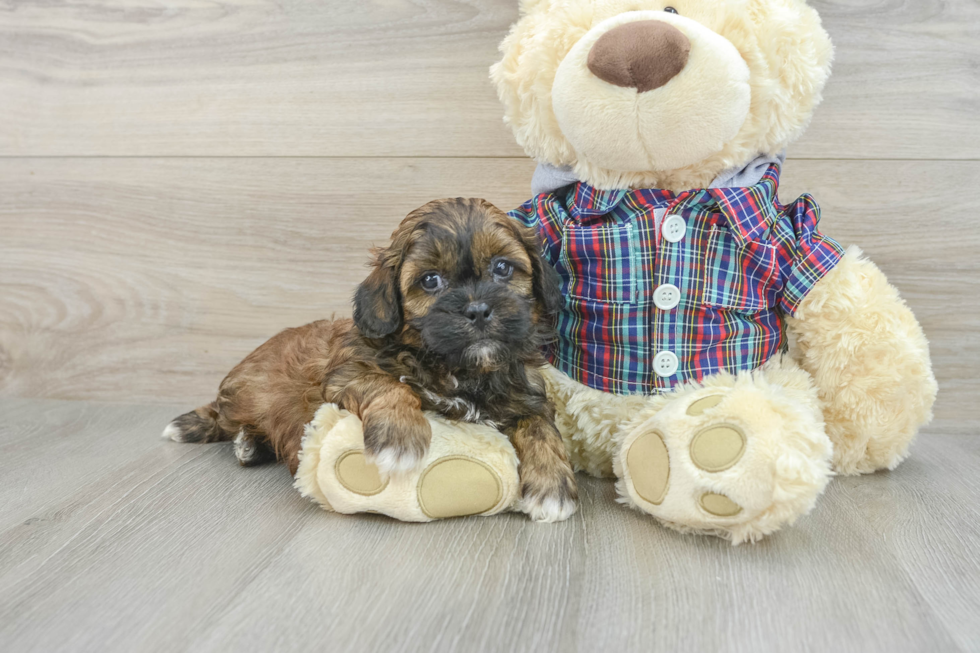 Shih Poo Puppy for Adoption