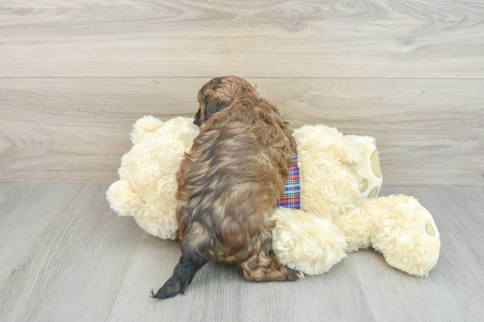 Fluffy Shih Poo Poodle Mix Pup