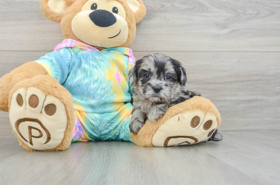 5 week old Shih Poo Puppy For Sale - Pilesgrove Pups