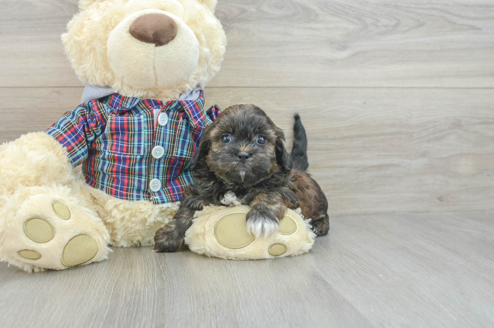 7 week old Shih Poo Puppy For Sale - Pilesgrove Pups