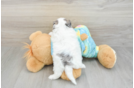Adorable Shihpoo Poodle Mix Puppy