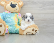 8 week old Shih Poo Puppy For Sale - Pilesgrove Pups