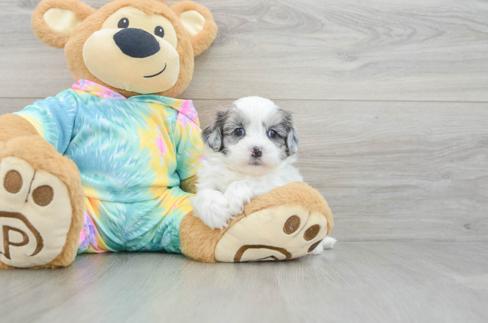 5 week old Shih Poo Puppy For Sale - Pilesgrove Pups