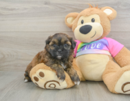 8 week old Shih Poo Puppy For Sale - Pilesgrove Pups