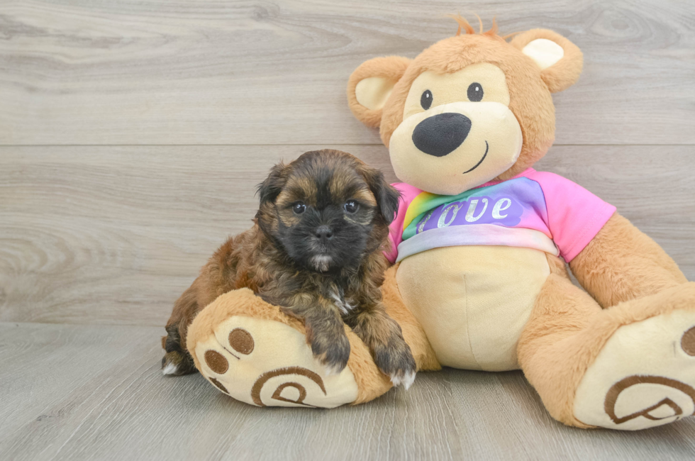 6 week old Shih Poo Puppy For Sale - Pilesgrove Pups