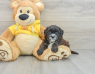 8 week old Shih Poo Puppy For Sale - Pilesgrove Pups