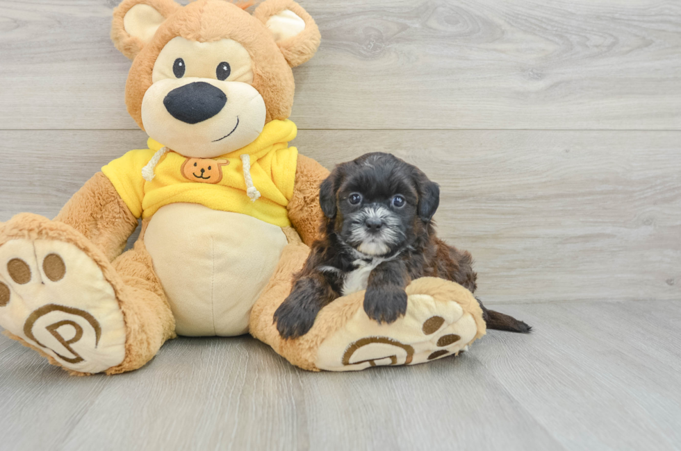 8 week old Shih Poo Puppy For Sale - Pilesgrove Pups