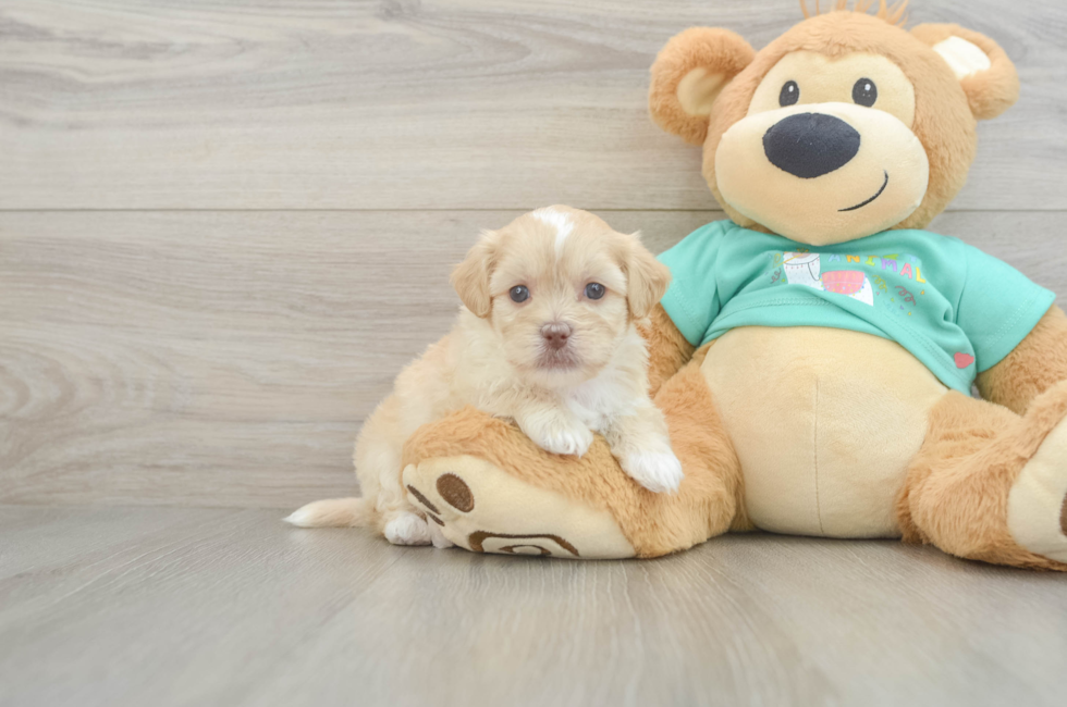 5 week old Shih Poo Puppy For Sale - Pilesgrove Pups