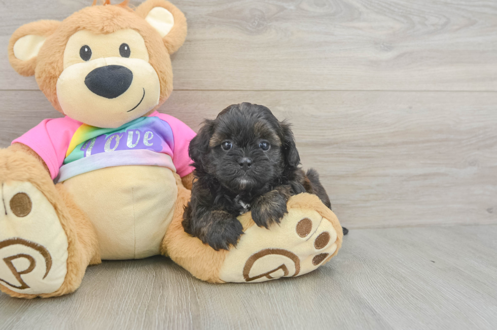 6 week old Shih Poo Puppy For Sale - Pilesgrove Pups