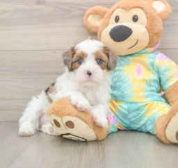 8 week old Shih Poo Puppy For Sale - Pilesgrove Pups