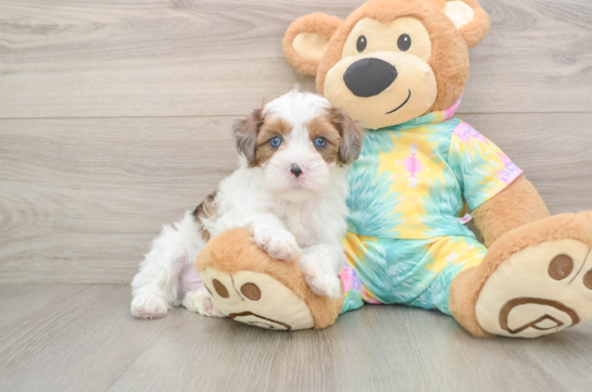 Shih Poo Pup Being Cute