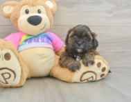 8 week old Shih Poo Puppy For Sale - Pilesgrove Pups