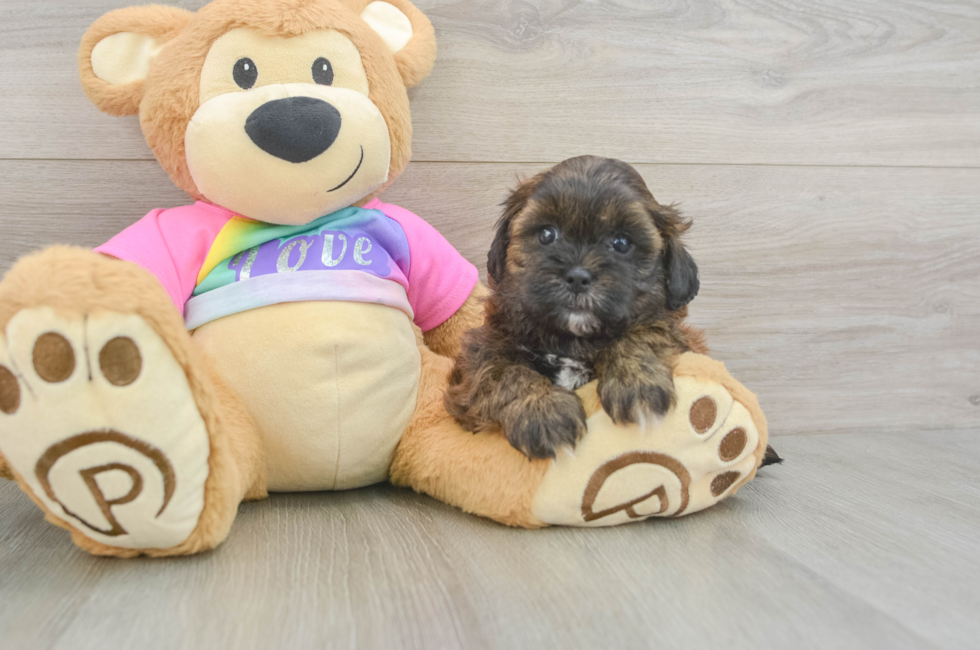 6 week old Shih Poo Puppy For Sale - Pilesgrove Pups