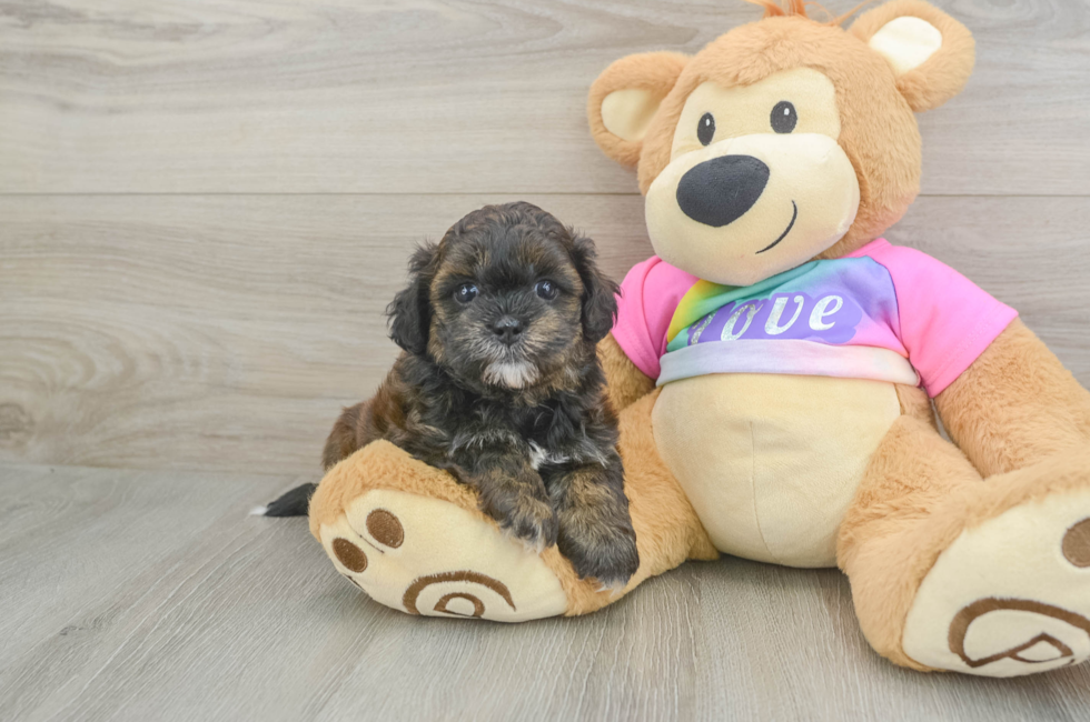 6 week old Shih Poo Puppy For Sale - Pilesgrove Pups
