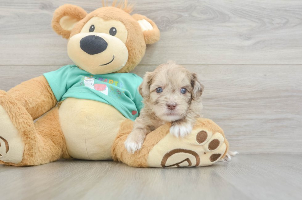 5 week old Shih Poo Puppy For Sale - Pilesgrove Pups