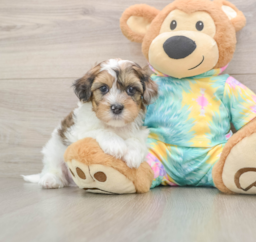 8 week old Shih Poo Puppy For Sale - Pilesgrove Pups